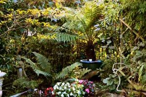 A couple of ferns.