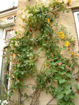 View of rear house wall.