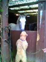 Meeting a Cornish horse