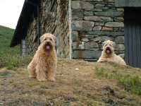Wheatens at cottage near Coniston 2003
