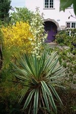 Yucca Gloriosa 'Variegata'